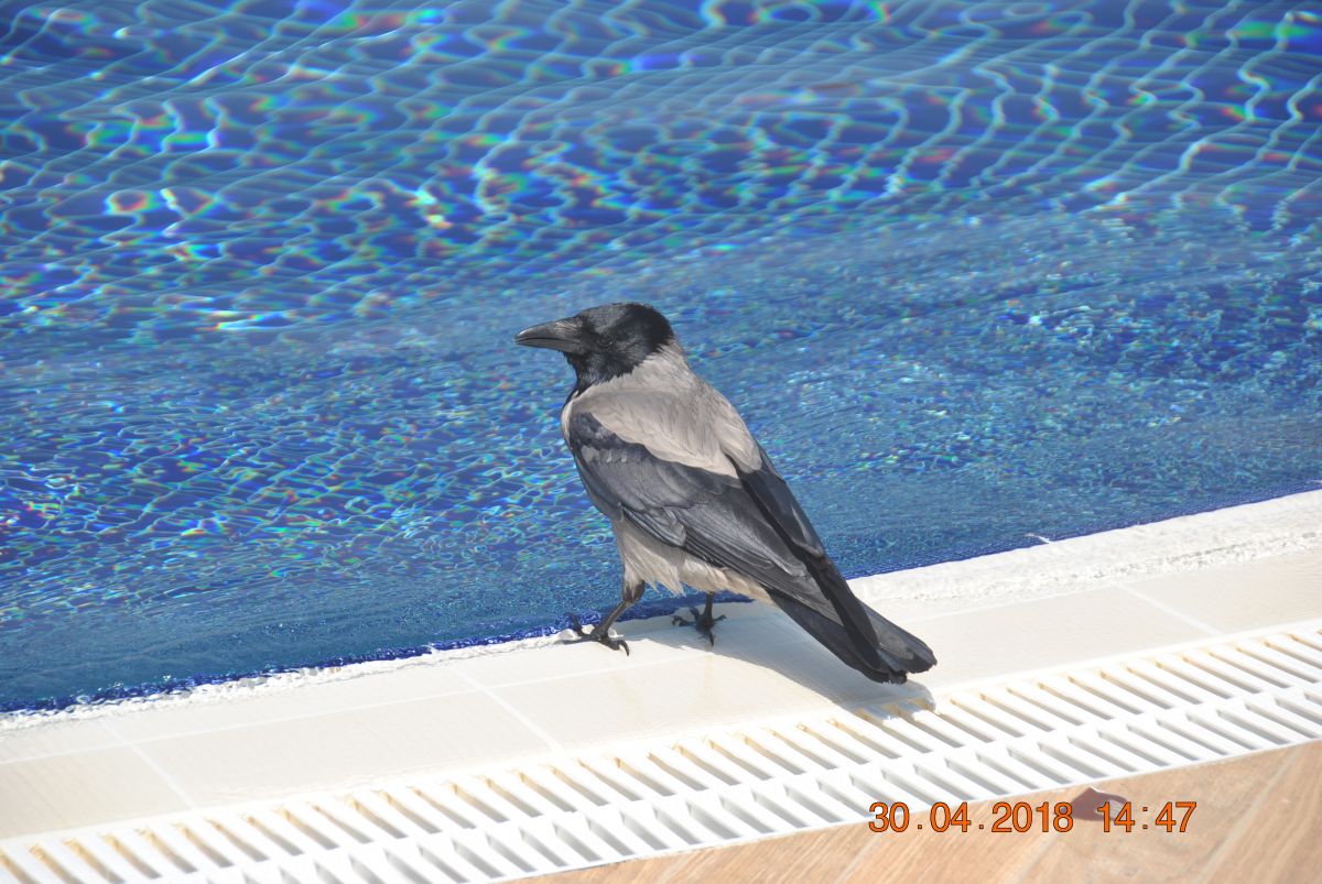 imagini hotel ARCANUS RESORT